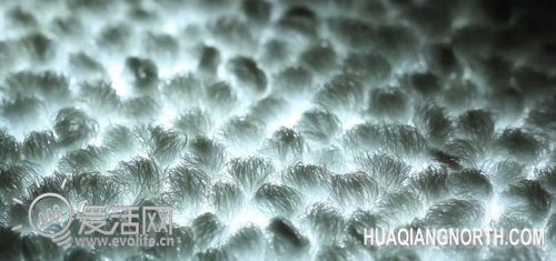 脚底花样多 飞利浦将在明年推出可发光的LED地毯