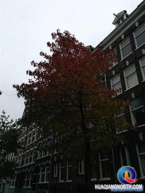 Nexus 5/Lumia 1020摄像头PK:结果惨不忍睹