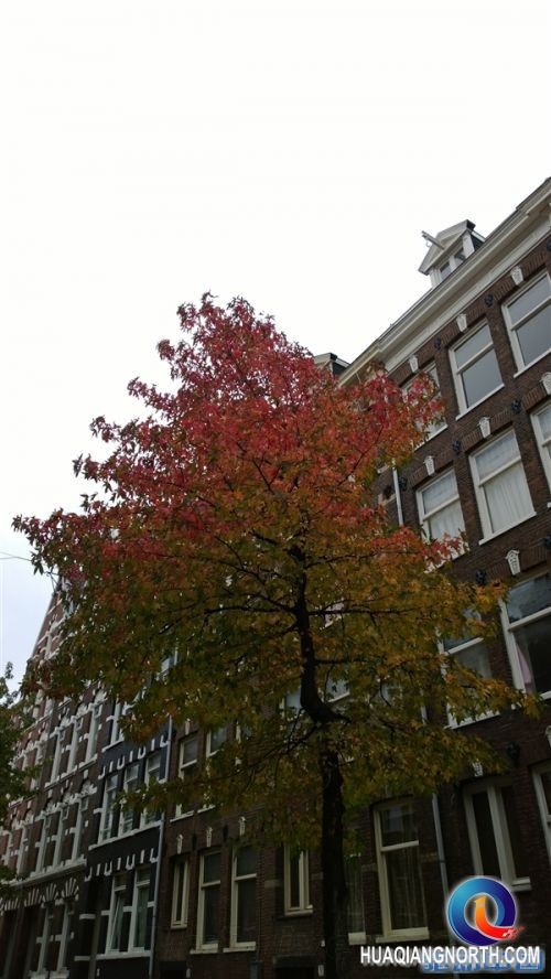 Nexus 5/Lumia 1020摄像头PK:结果惨不忍睹