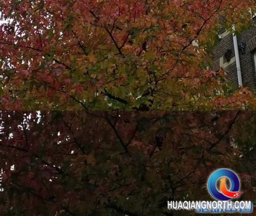 Nexus 5/Lumia 1020摄像头PK:结果惨不忍睹