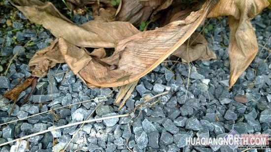 无分日夜 诺基亚Lumia 1020媒体试拍