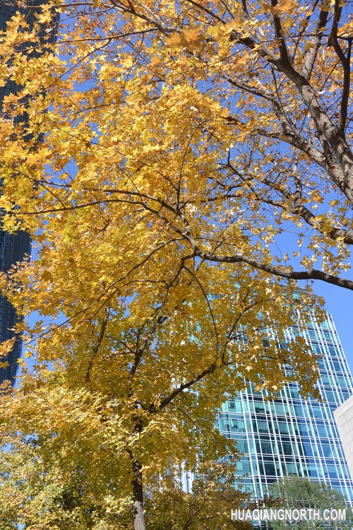 ▲光圈：F3.5 快门速度：1/1250s 感光度：IS0-160 焦距：29mm