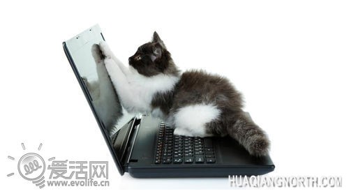 气味闻起来像猫尿 戴尔将召回部分6430u笔记本