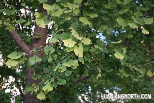 索尼α7R功能菜单简介——速度优先模式下，连拍速度最快约4张/秒