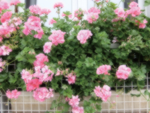 High Key                     Soft Focus