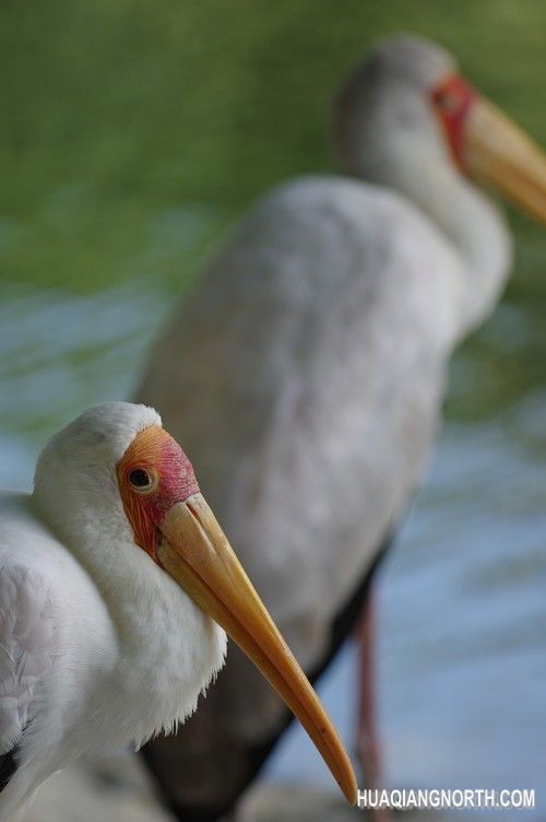 焦距:300mm　 光圈:f/4.0　 ISO感光度:200　